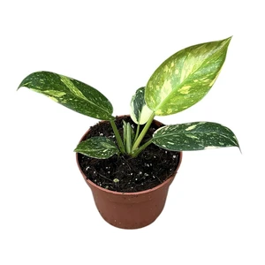 Philodendron 'Green Congo'